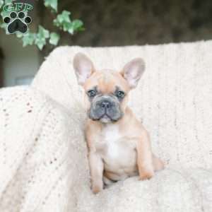 Parker, French Bulldog Puppy